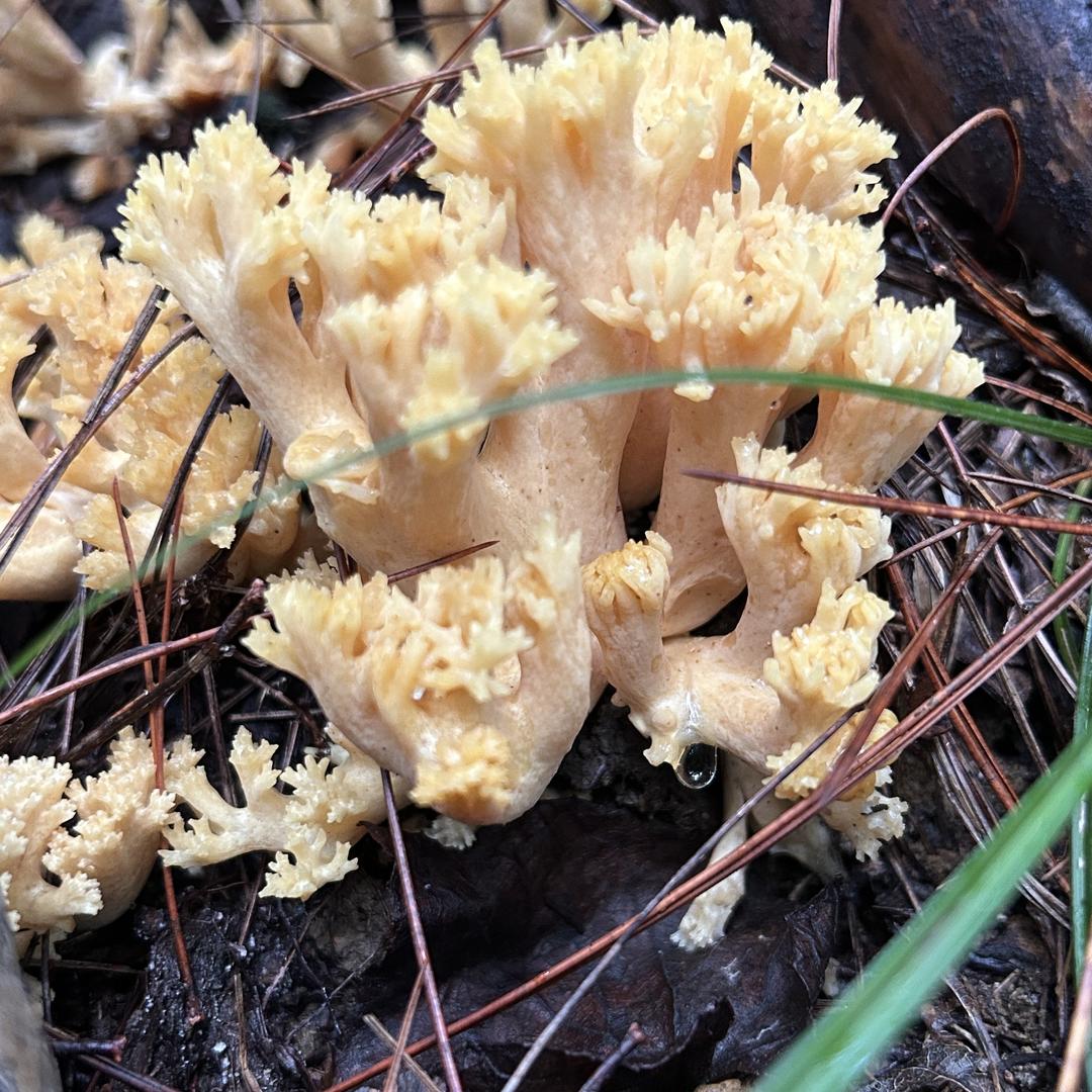 山野小邓的山珍铺