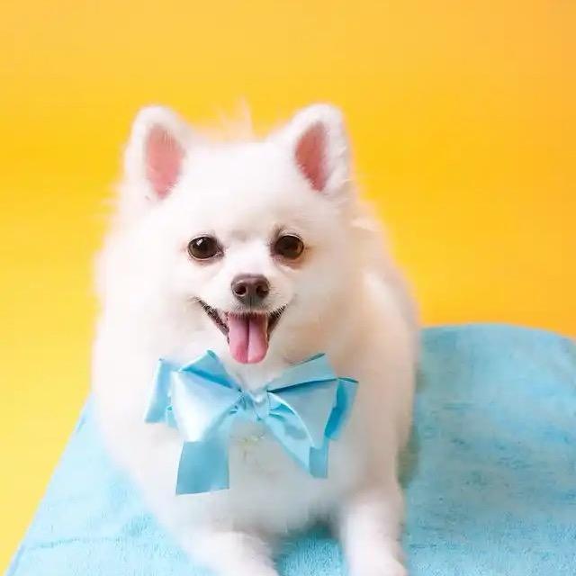 比熊博美小泰迪