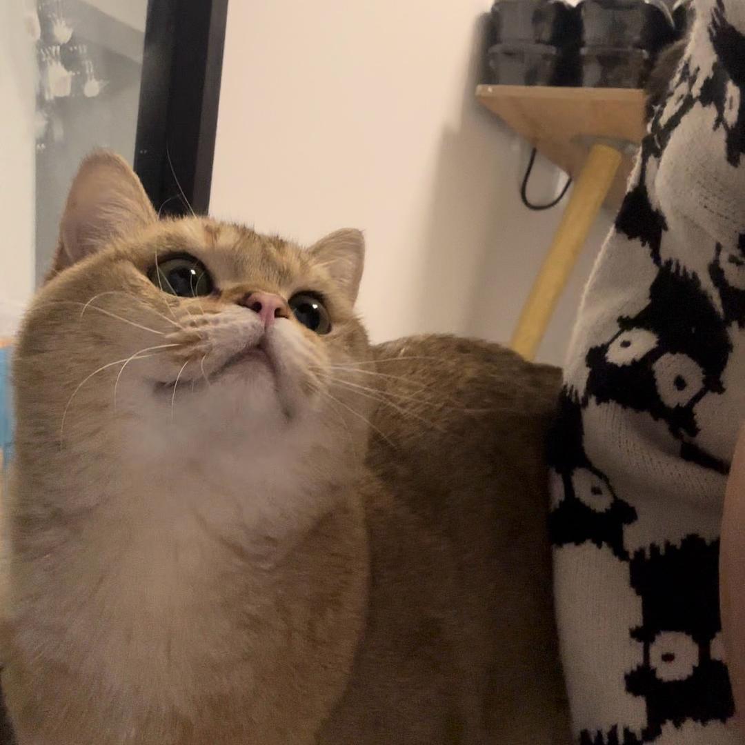 Cc
