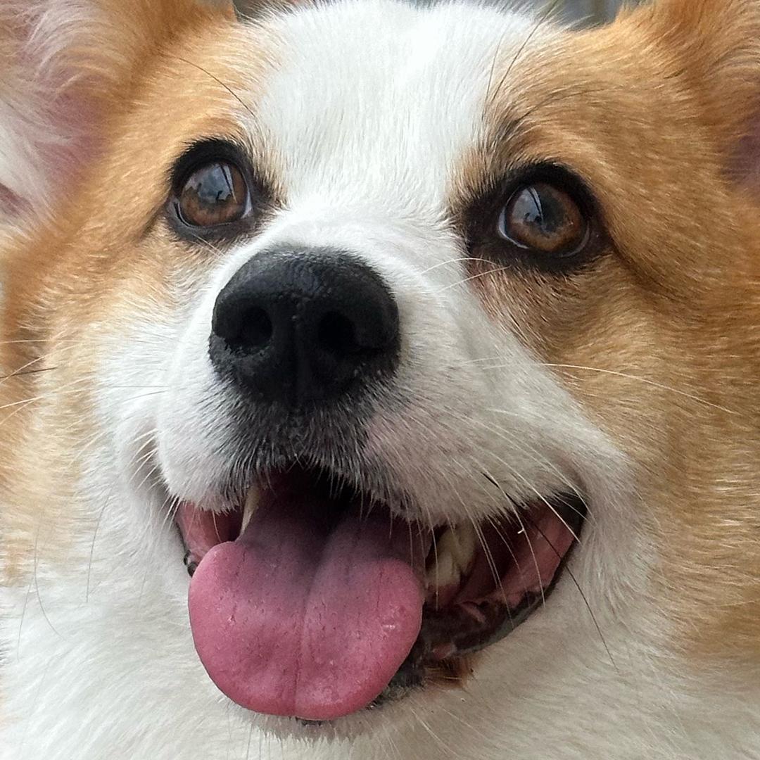 Corgi 火锅锅儿