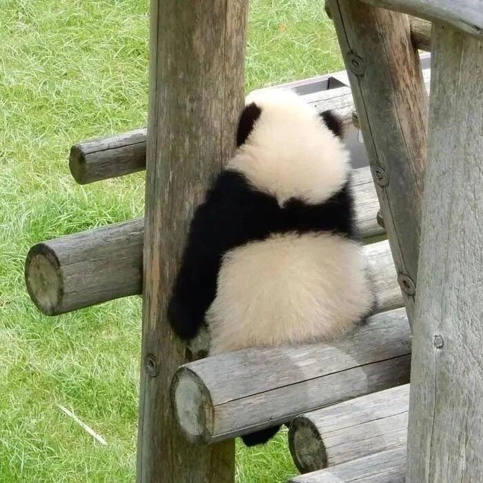 包包子