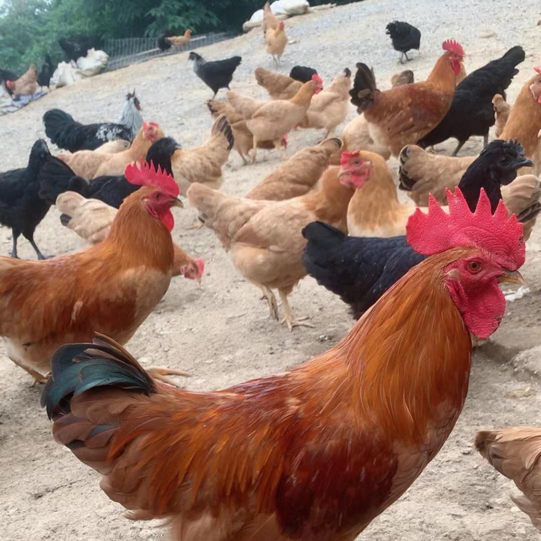 散养土鸡、散养土鸡蛋