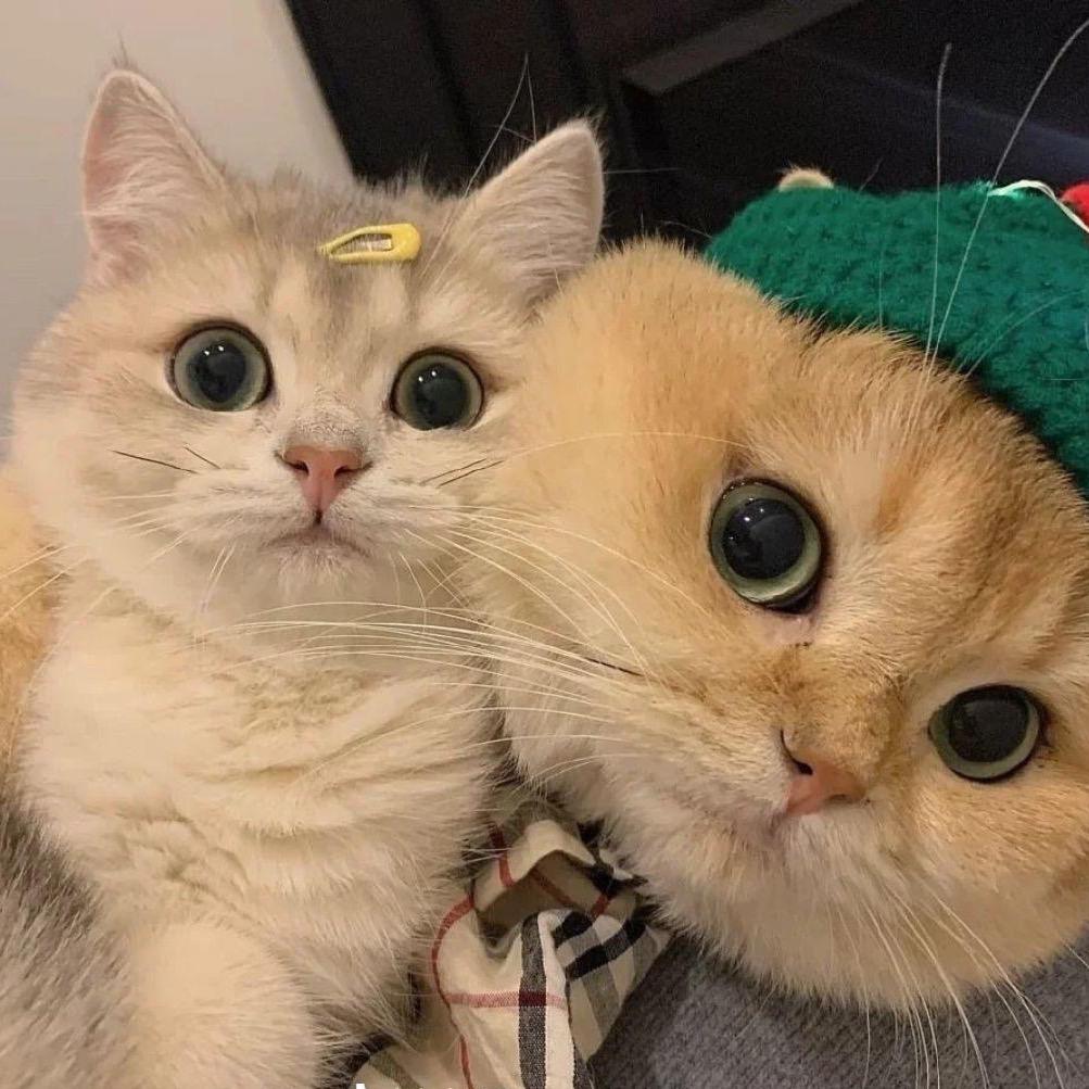 桃 🎀