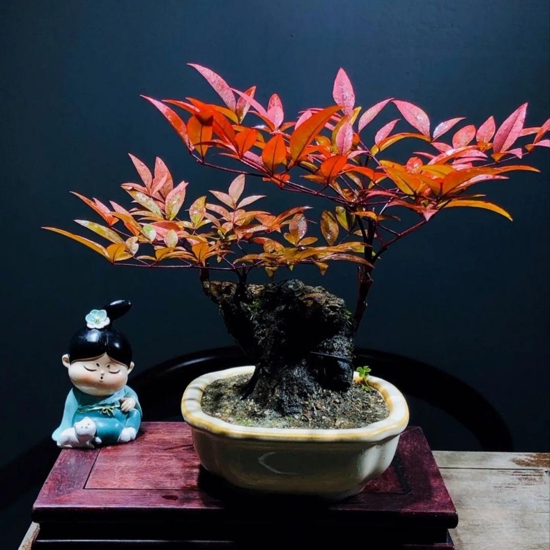 花涧堂盆景