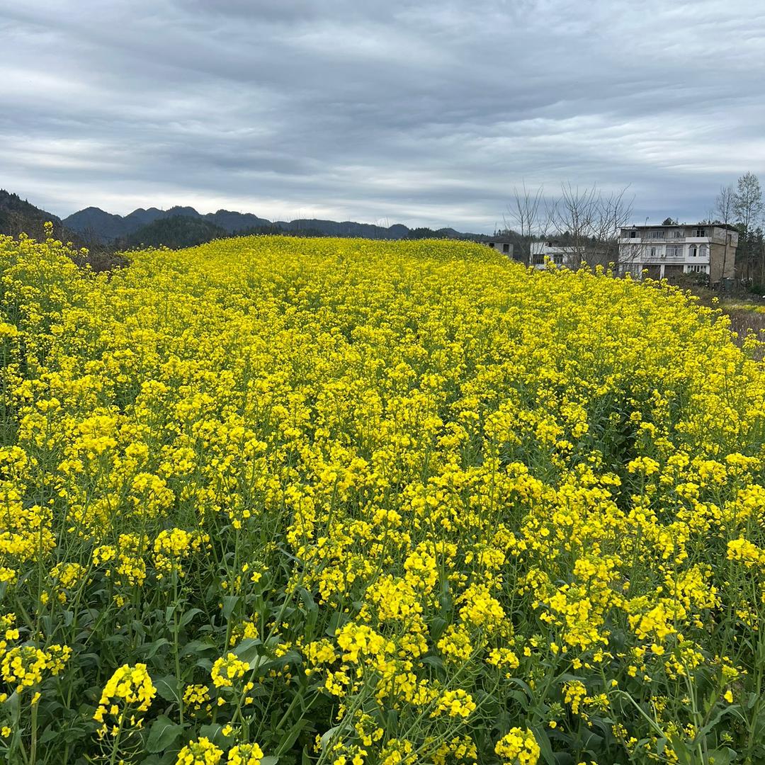 大众老板