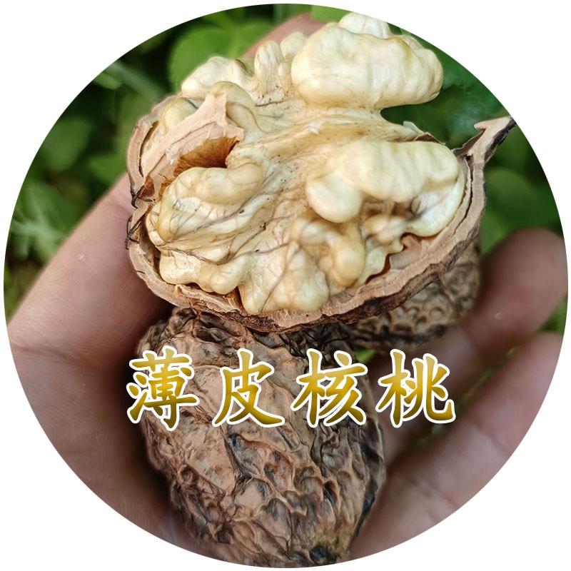 云南核桃