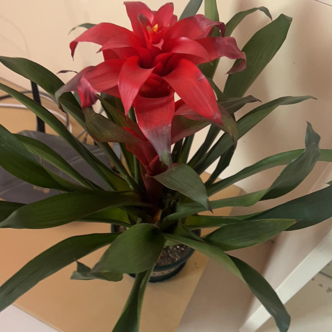 じò小葱🌱