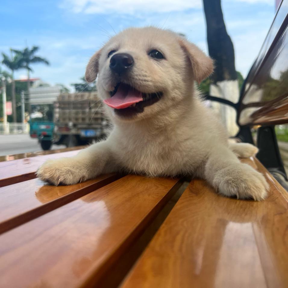 一只拉布拉基犬的一生