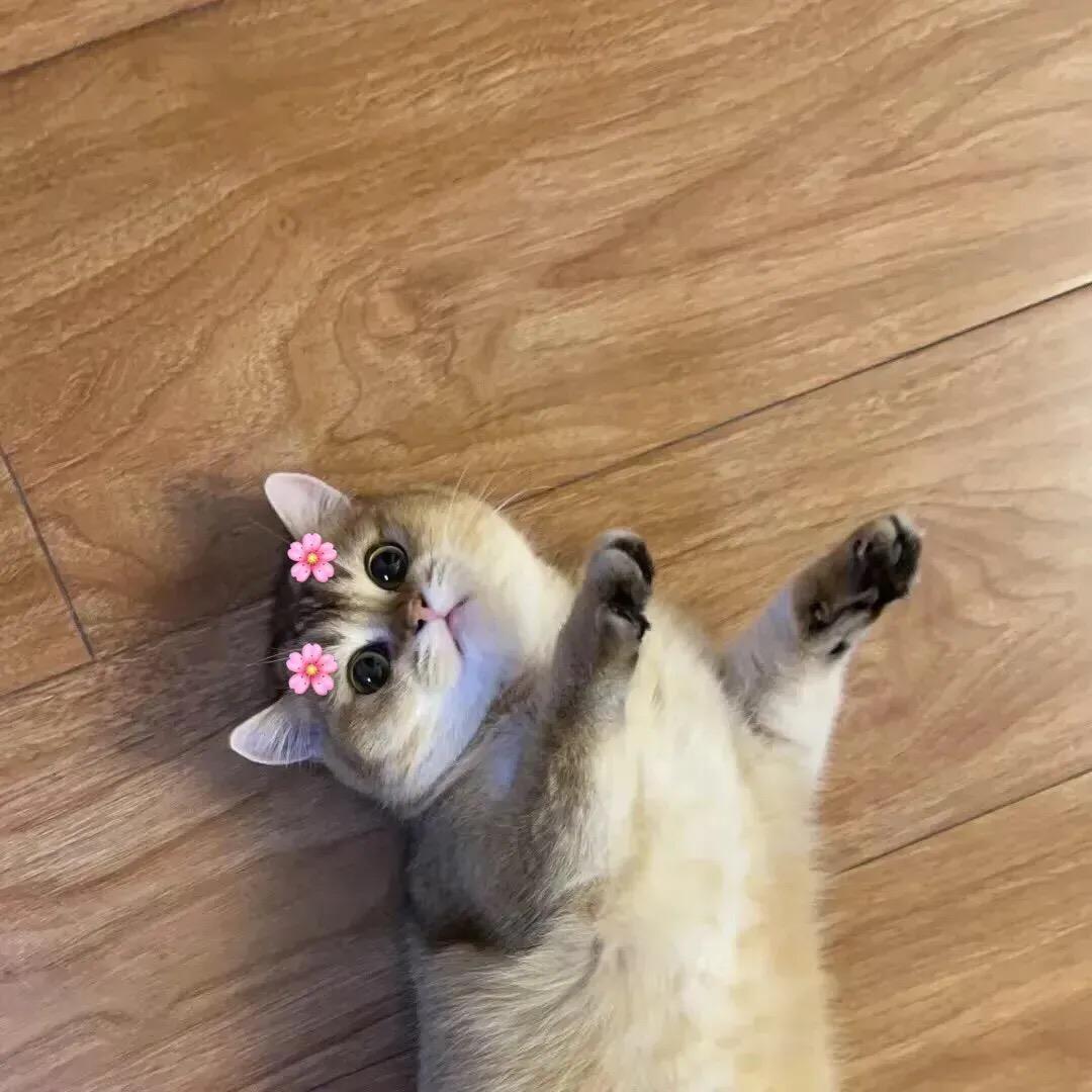 路家的猫