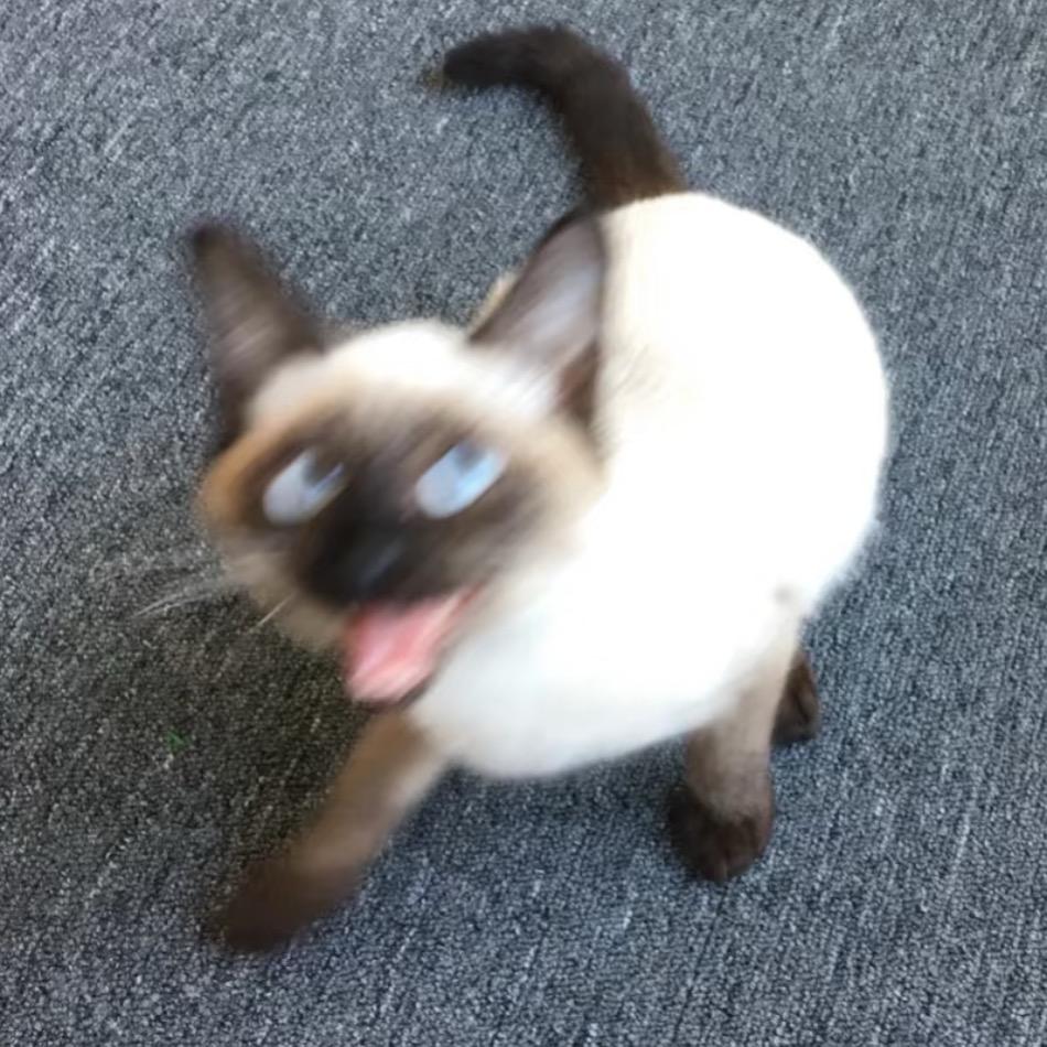 查查丸子