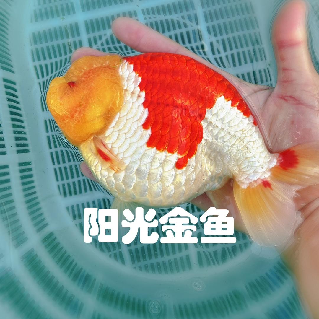 阳光水族苓姐直播号