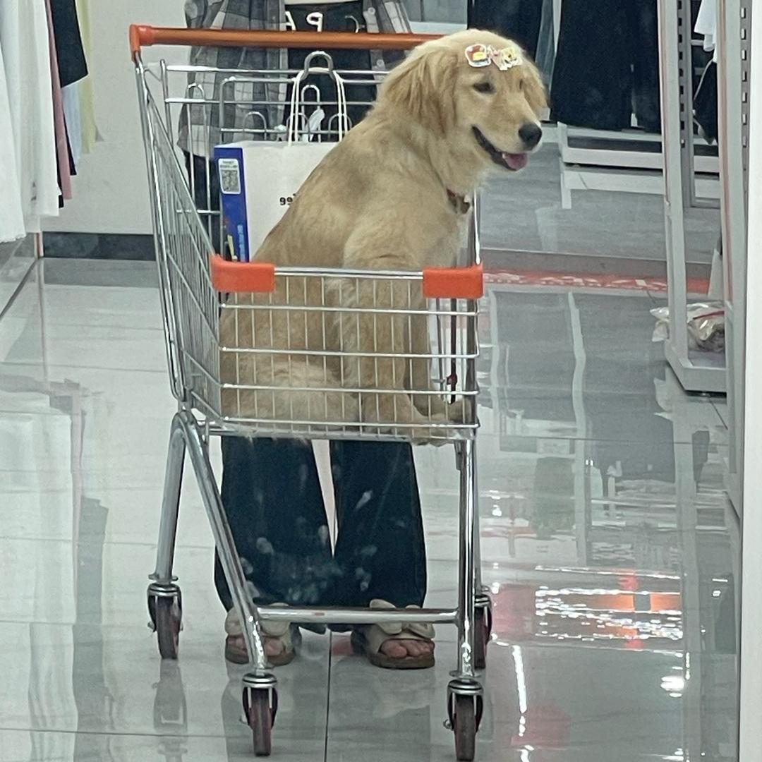 福宝开心酱