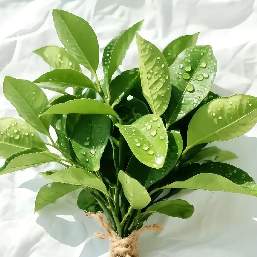 空城旧梦。。。