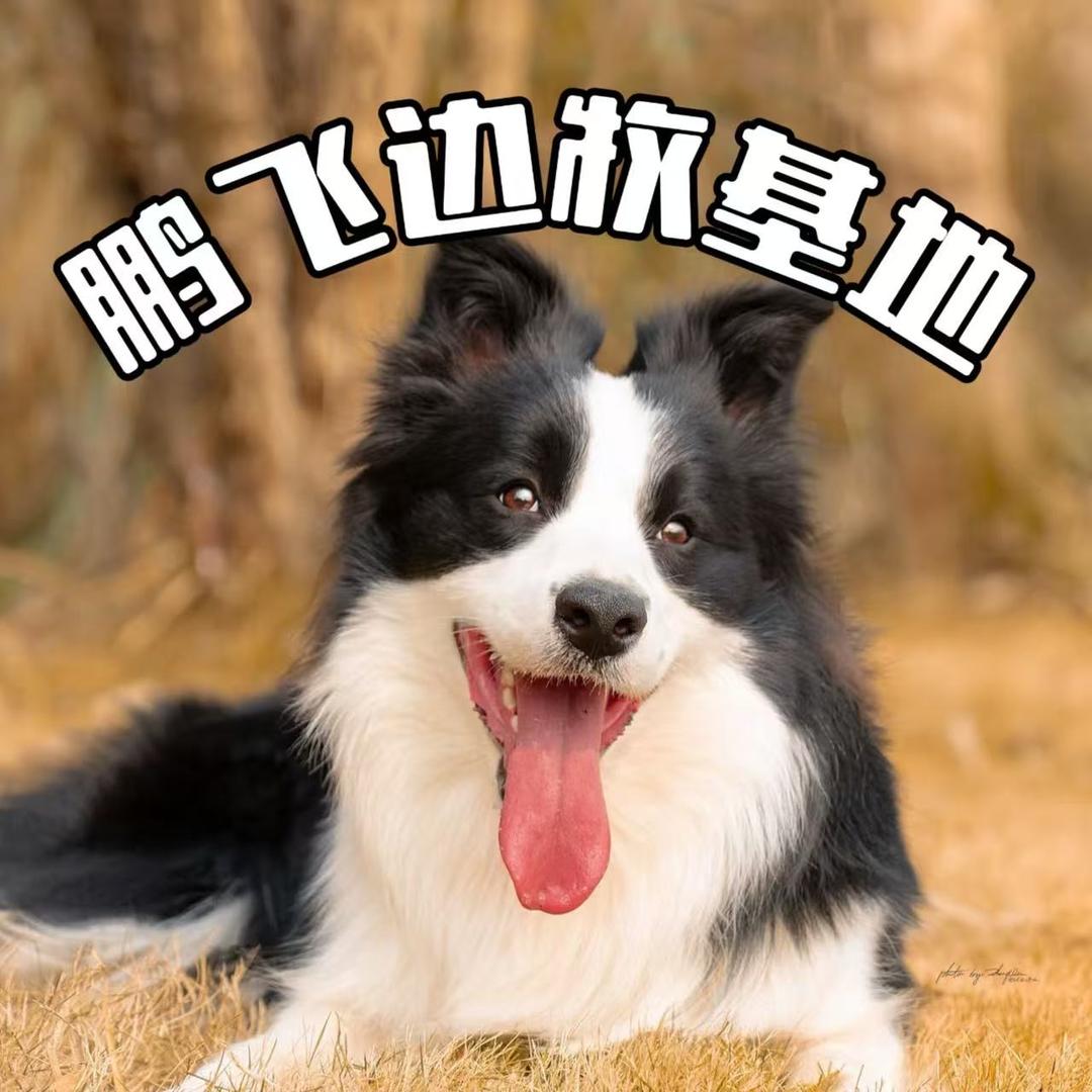 肇东力朗训犬学校（寄养）