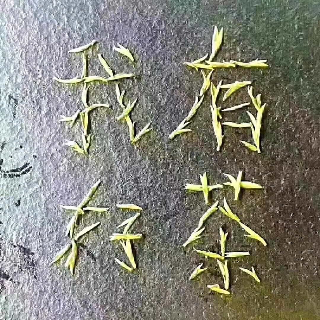 安吉白茶陈