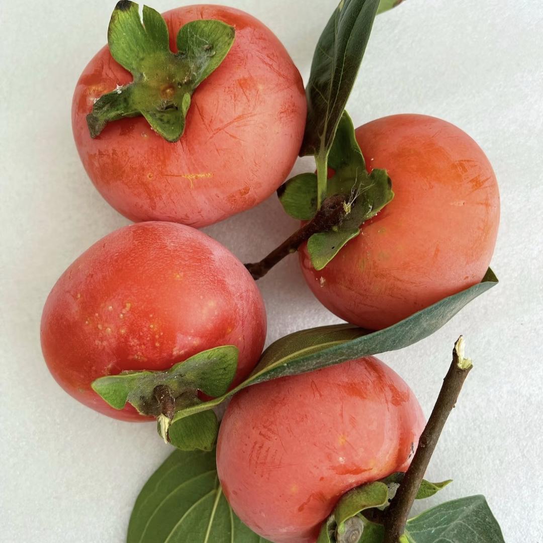 飞花果树苗木专营店