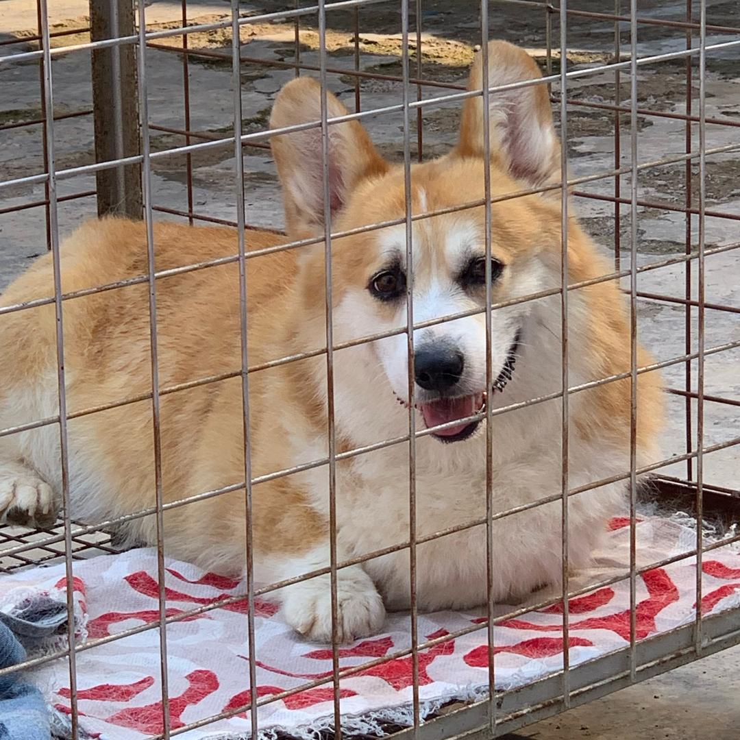 安丘阳光田园柯基犬舍