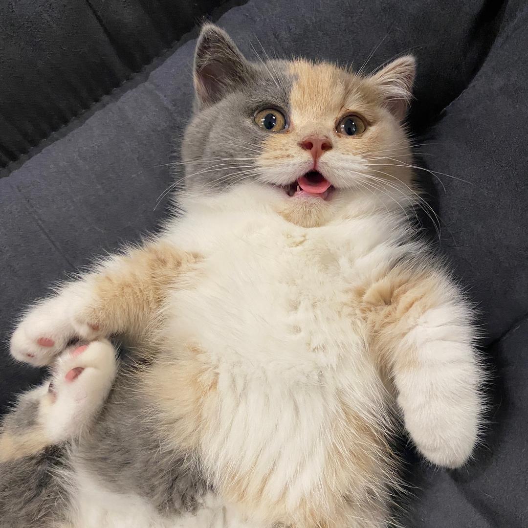小怪是只猪