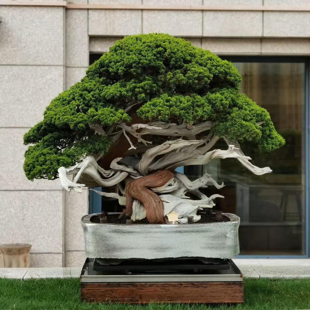 洛依花卉盆景