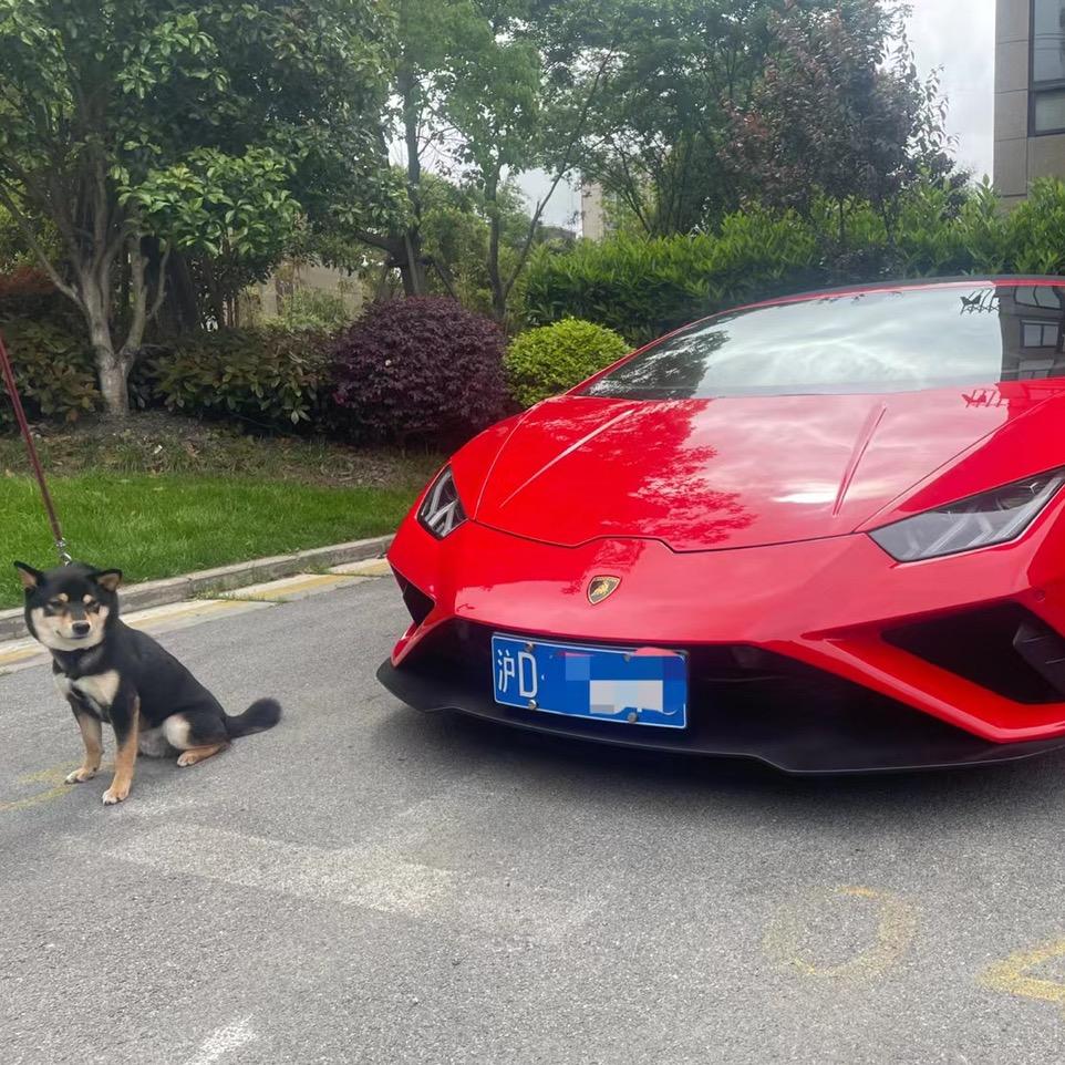 King-🐵🐯🐴🦊🐶🐼🦁