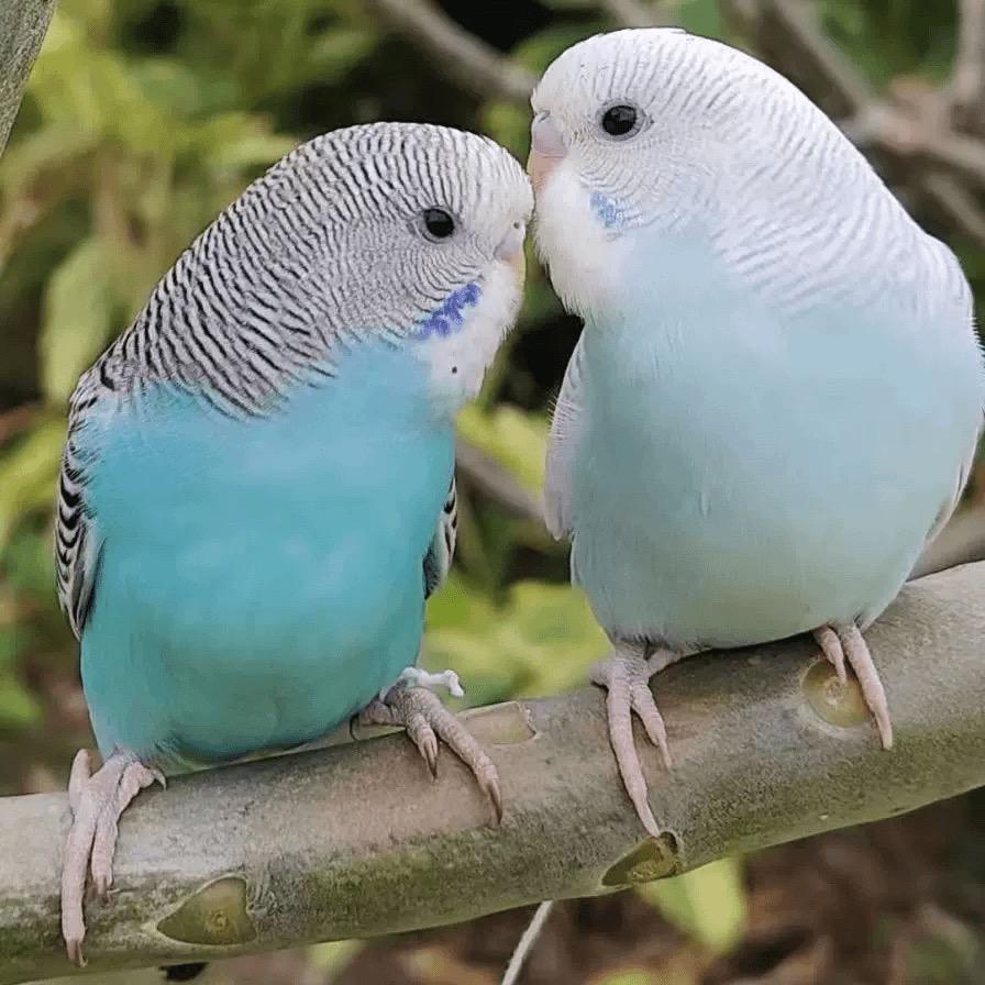 专业养鹦鹉30年基地