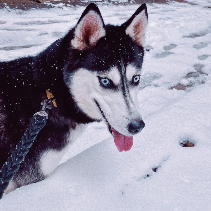 哈利油🐶在汪星🌍
