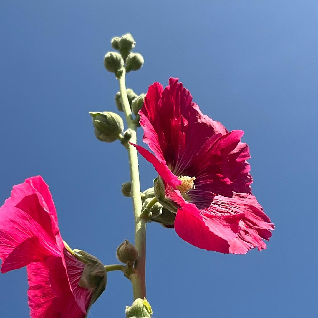 怕冷的人爱上雪