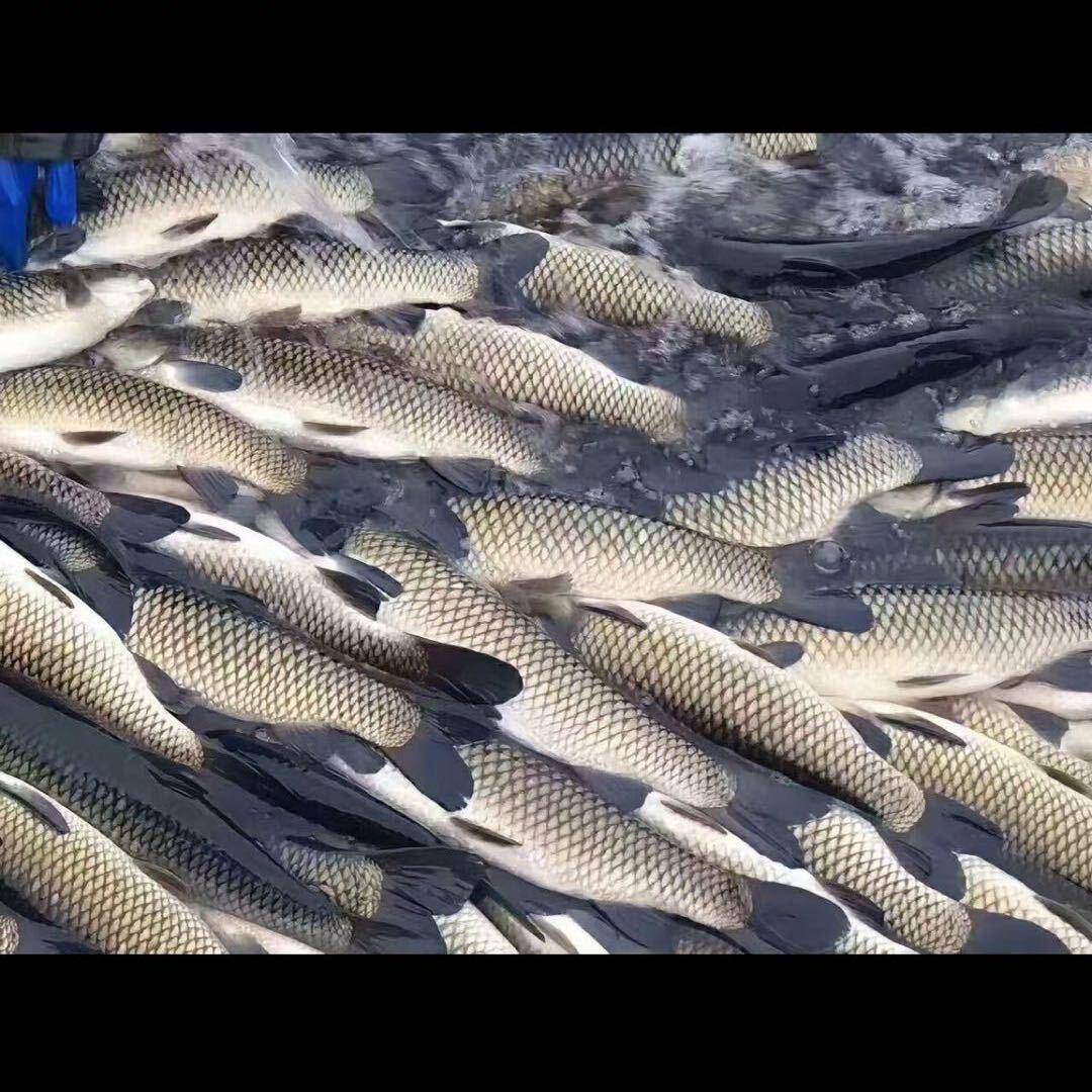 渔业