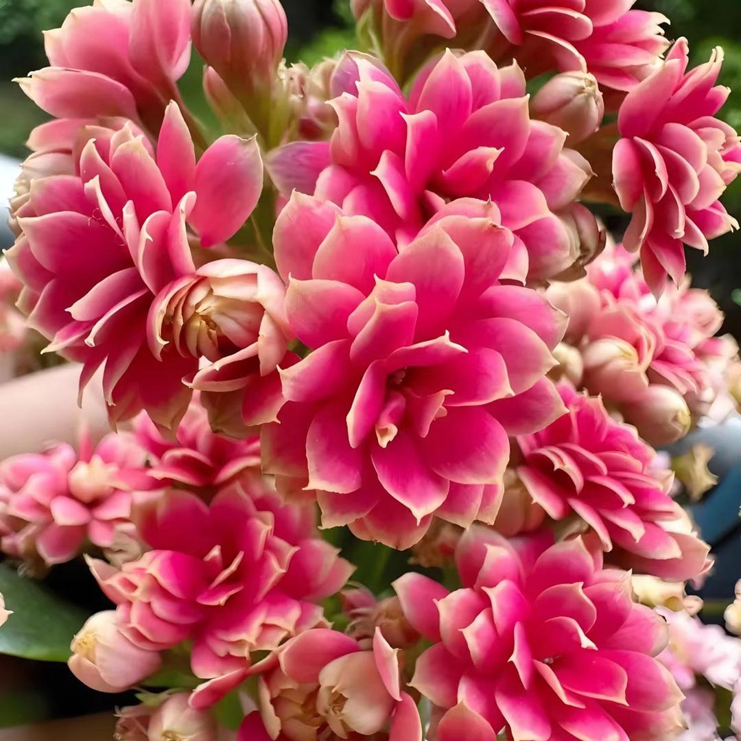浩瀚花卉