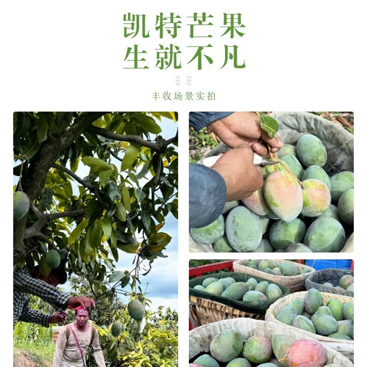大凉山盐源土特产
