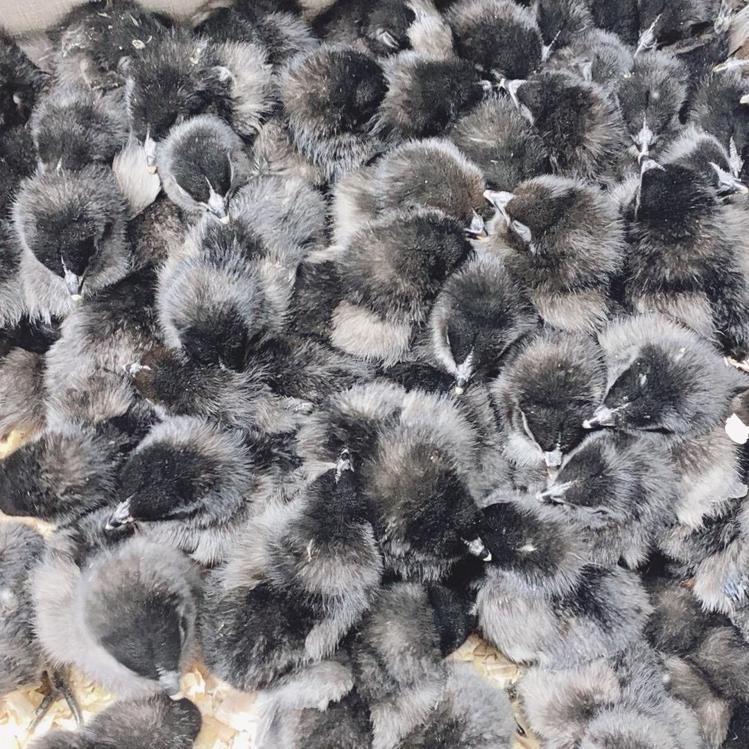 黑壳蛋鸡孵化基地