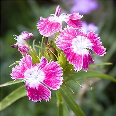 王红霞🌸找老伴