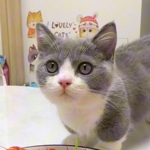 曾哥家的猫