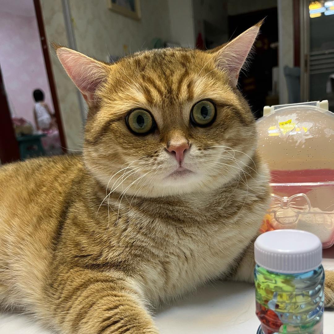 肥狸猫