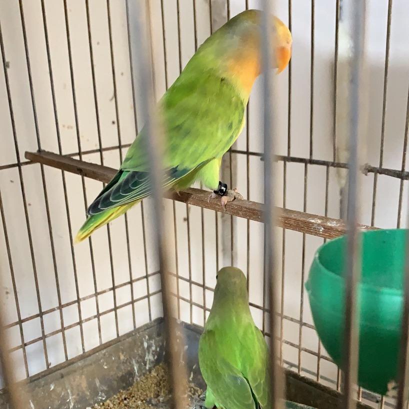 北京安子鹦鹉养殖