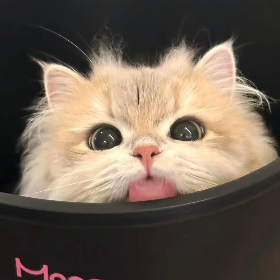 摆烂小鱼