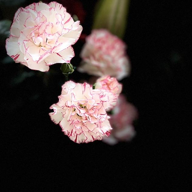 柒柒～