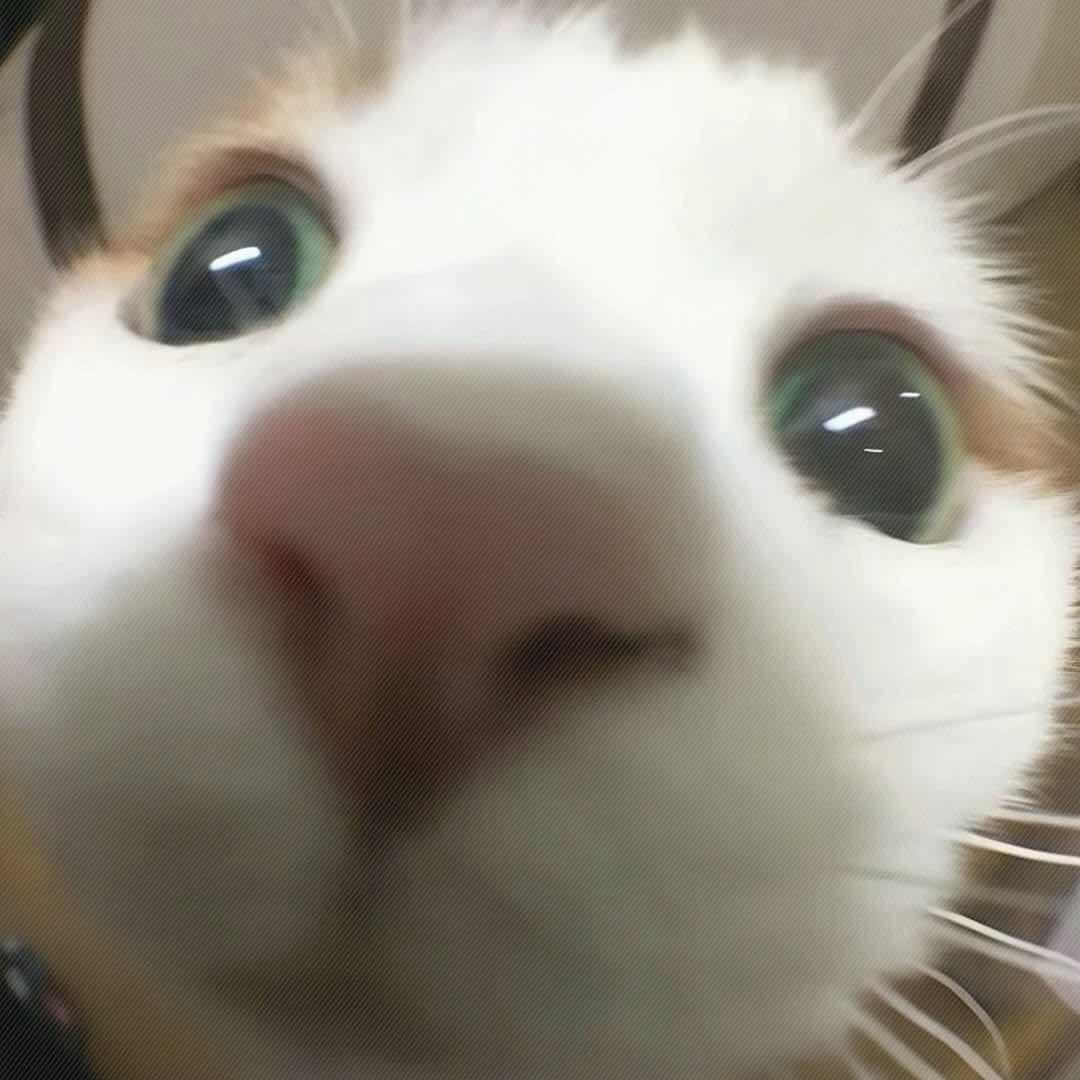猫吃小鱼（精神状态不稳定版）
