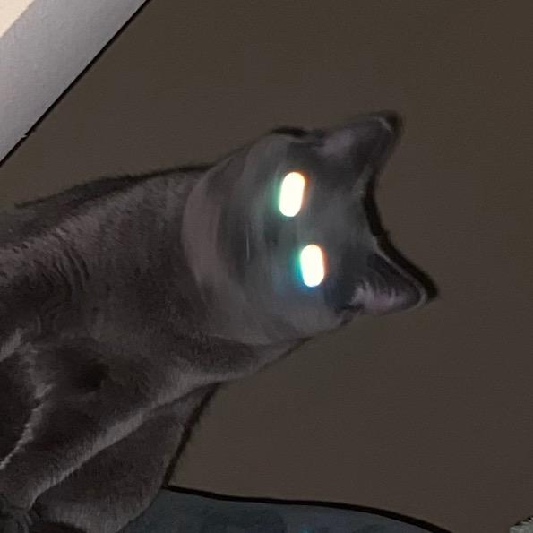懒蓝懒猫十月