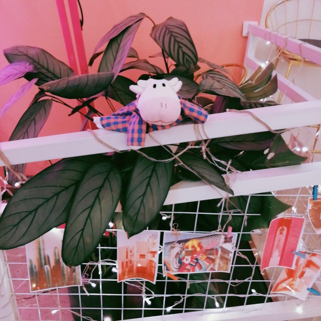 我的小牛很可爱