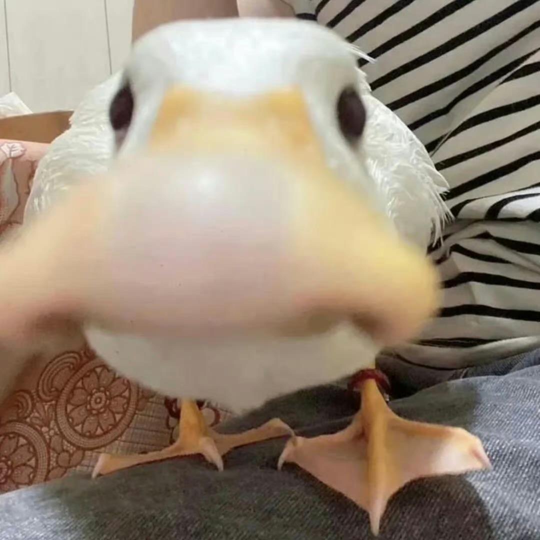 凉拌小聋瞎