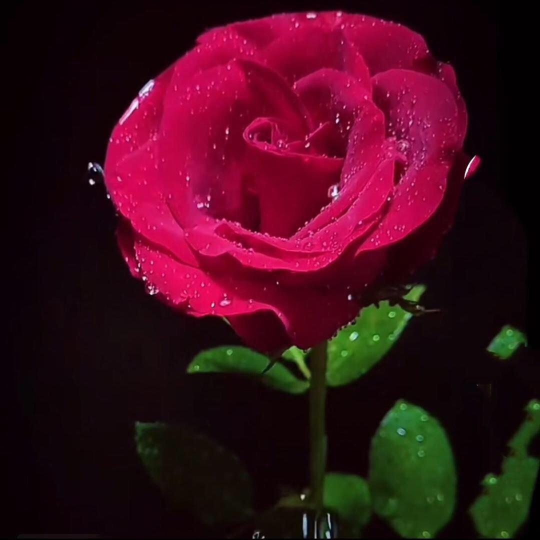 陌上花@