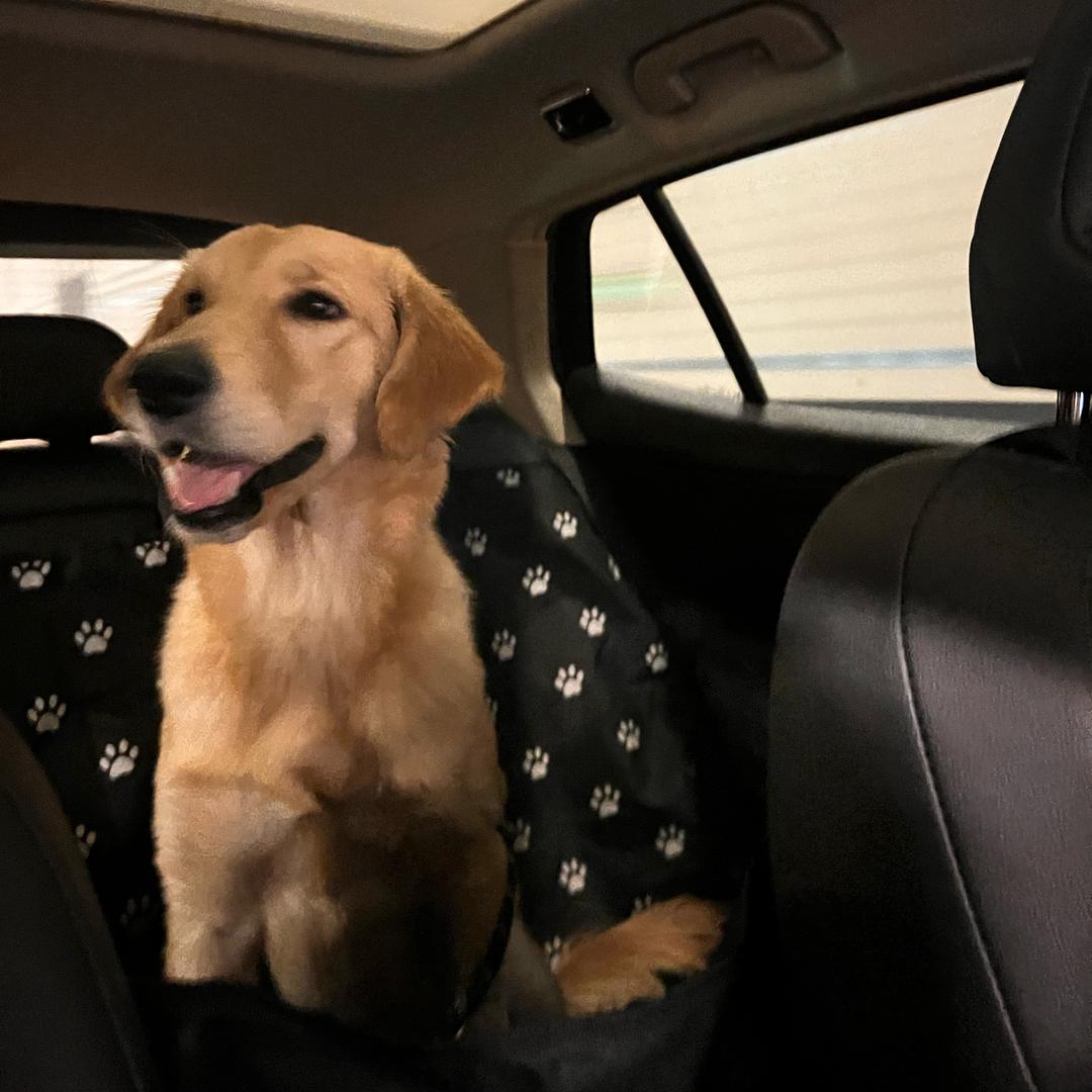 乐乐是个大明星儿