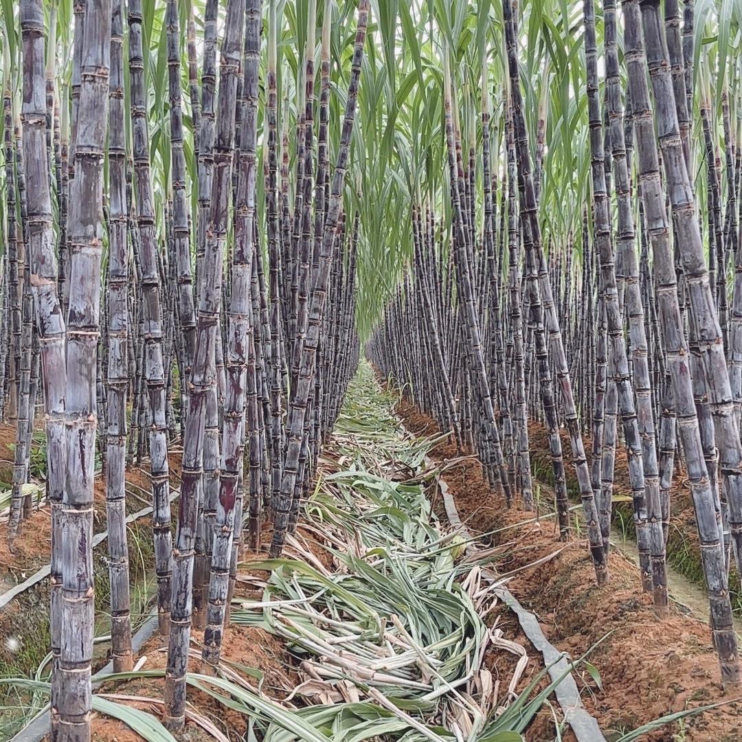 砀山艺丰生鲜水果供应链