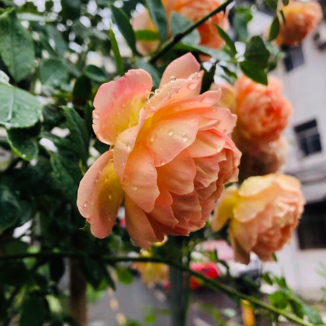 叶子🍁……