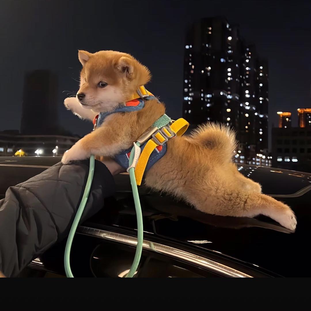 赵丢丢ㅤ ㅤ