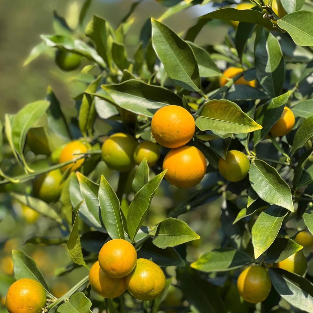 融安金桔原产地