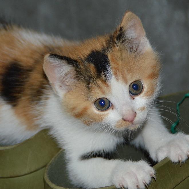 小猫咪爱钓鱼