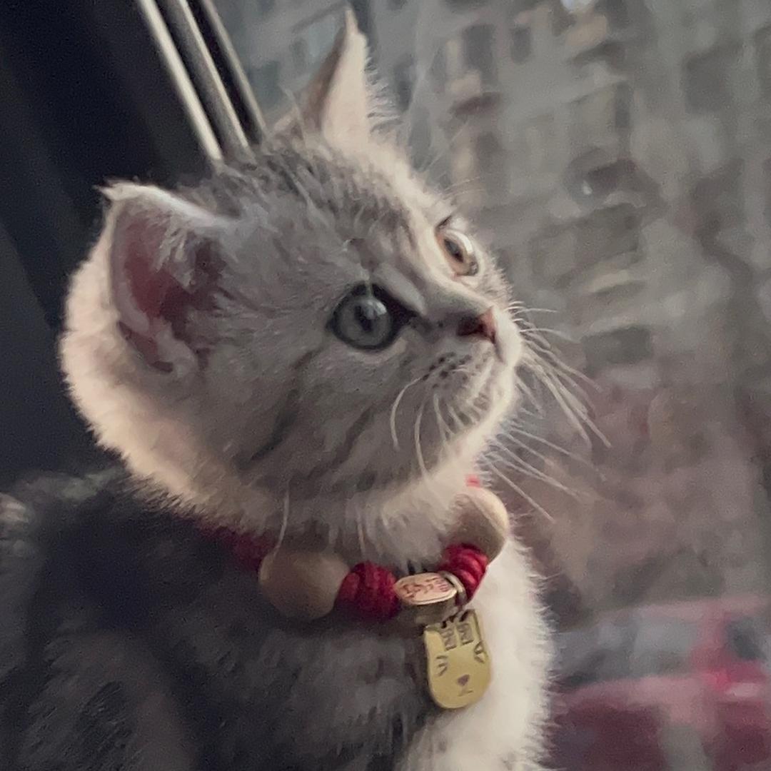 小阿司🐮团团🐱念念👶