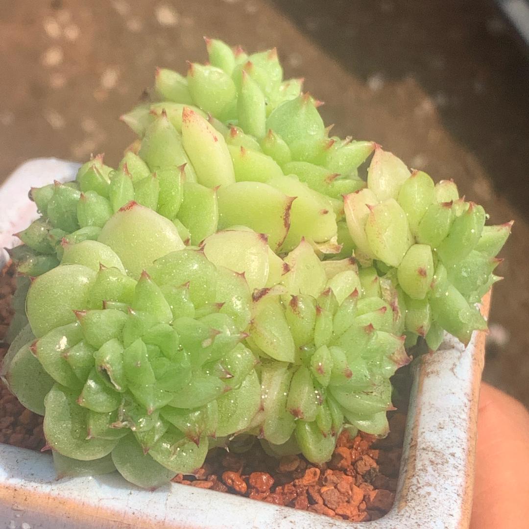 可爱多多肉园艺